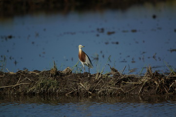Javan pond heron in flight	