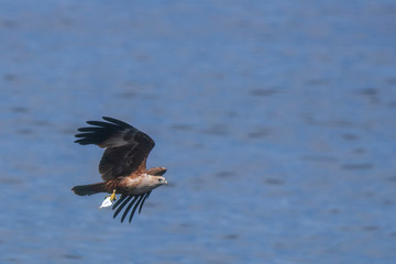 Brahminy Kite. Bird of prey in flight and hunting fish 