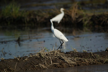 Cattle egret in the fields