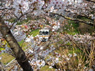 神奈川県 御殿場線沿い 山北桜まつり