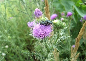 Two beetles on a flower thistle on a background of a summer meadow