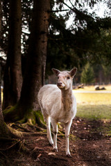 Portrait einer Albino Damhirschkuh im Wald. Portrait of an albino fallow deer in the forest.