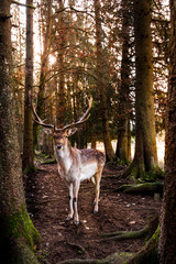 Portrait eines Damhirsch im Wald. Portrait of a free fallow deer in the forest.