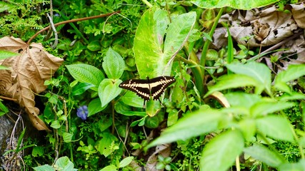 Schmetterling
