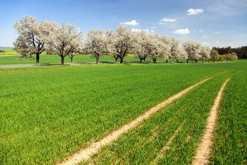 road and alley of flowering cherry trees