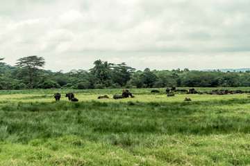 Trekking am Kilimandscharo, Tansania / Arusha National Park / Walking Safari
