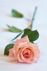Lively pink rose with green leaves on white background. Delicate pink petals.
