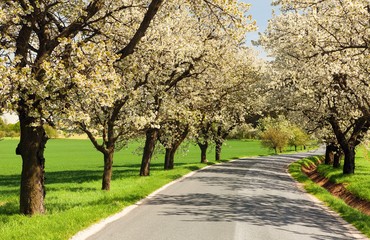 Fototapeta premium road and alley of flowering cherry trees