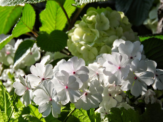 サクラソウの行列