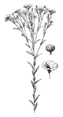 Common flax or linseed (Linum usitatissimum) / vintage illustration from Brockhaus Konversations-Lexikon 1908