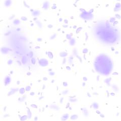 Violet flower petals falling down. Immaculate roma