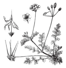 common stork's-bill (Erodium cicutarium) / vintage illustration from Brockhaus Konversations-Lexikon 1908