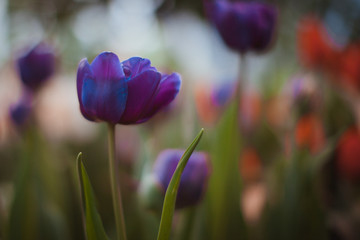 Violet tulips in the garden, blurred background, beautiful floral wallpaper.