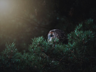 Tawny owl (Strix aluco) by autumn sunset. Tawny owl sits on tree. Tawny owl and dark autumn background.