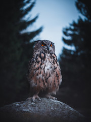 Eurasian eagle-owl (Bubo Bubo) in evening forest. Eurasian eagle owl sitting on rock. Owl in dark forest.