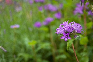 Clustered Bellflower - Campanula glomerata