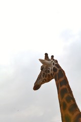 a tall giraffe in the zoo