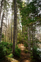 Into the woods