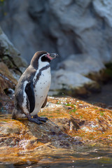 penguin on the rock