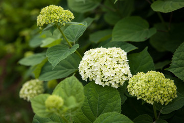 White Hydrangea Annabel flowers