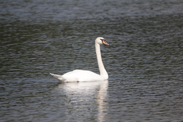 Höckerschwan