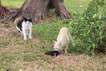Cats & Prey