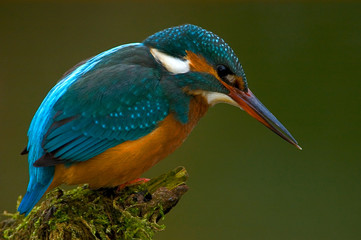 Eisvogel Alcedo atthis