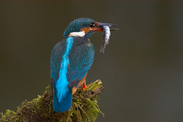 Eisvogel Alcedo atthis
