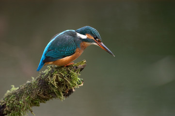 Eisvogel Alcedo atthis
