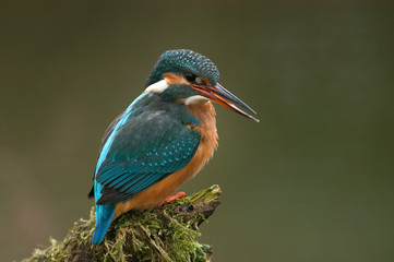 Eisvogel Alcedo atthis