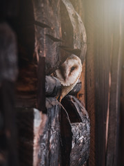 Barn owl (Tyto alba) sitting on a wooden house. Dark background. Barn owl portrait. Owl sitting on dark wood.
