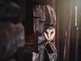 Obraz premium Barn owl (Tyto alba) sitting on a wooden house. Dark background. Barn owl portrait. Owl sitting on dark wood.