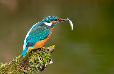 Eisvogel Alcedo atthis