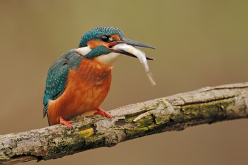 Eisvogel Alcedo atthis