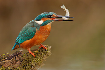 Eisvogel Alcedo atthis