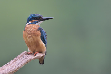 Eisvogel Alcedo atthis