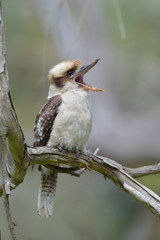 Lachender Hans Kookaburra  Dacelo novaeguineae