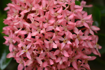 pink flowers