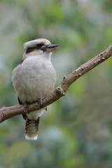 Lachender Hans Kookaburra  Dacelo novaeguineae