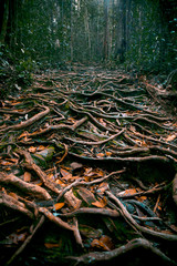 Labyrinth of tree roots in the jungle