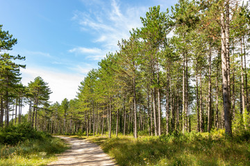 France. Aveyron. For&ecirc;t de pins. Pine forest