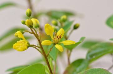 yellow small flowers