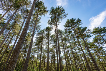 France. Aveyron. For&ecirc;t de pins. Pine forest