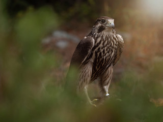 Saker falcon (Falco cherrug) in pine forest. Saker falcon portrait. Autumn forest background.