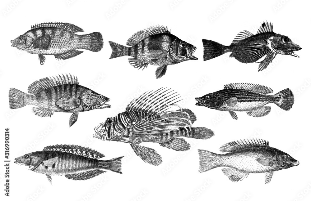 Wall mural Many different Fish in collection from old Antique illustration from Brockhaus Konversations-Lexikon 1908