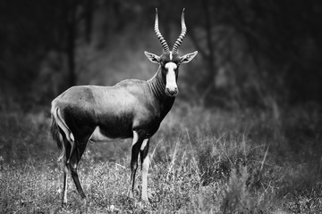 Blesbok, Damaliscus pygargus phillipsi, or blesbuck male black and white full body portrait highly focused in South Africa - 316990394