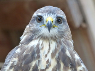 Raptor near Rocamadour