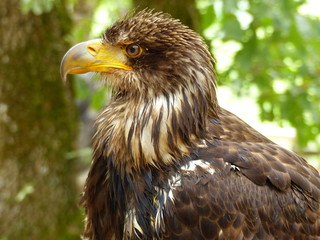 Raptor near Rocamadour