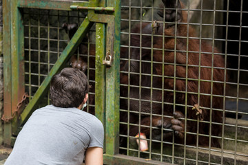 Orangutan and a person looking