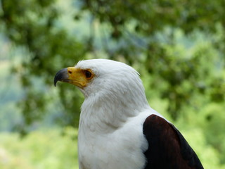 Eagle profile